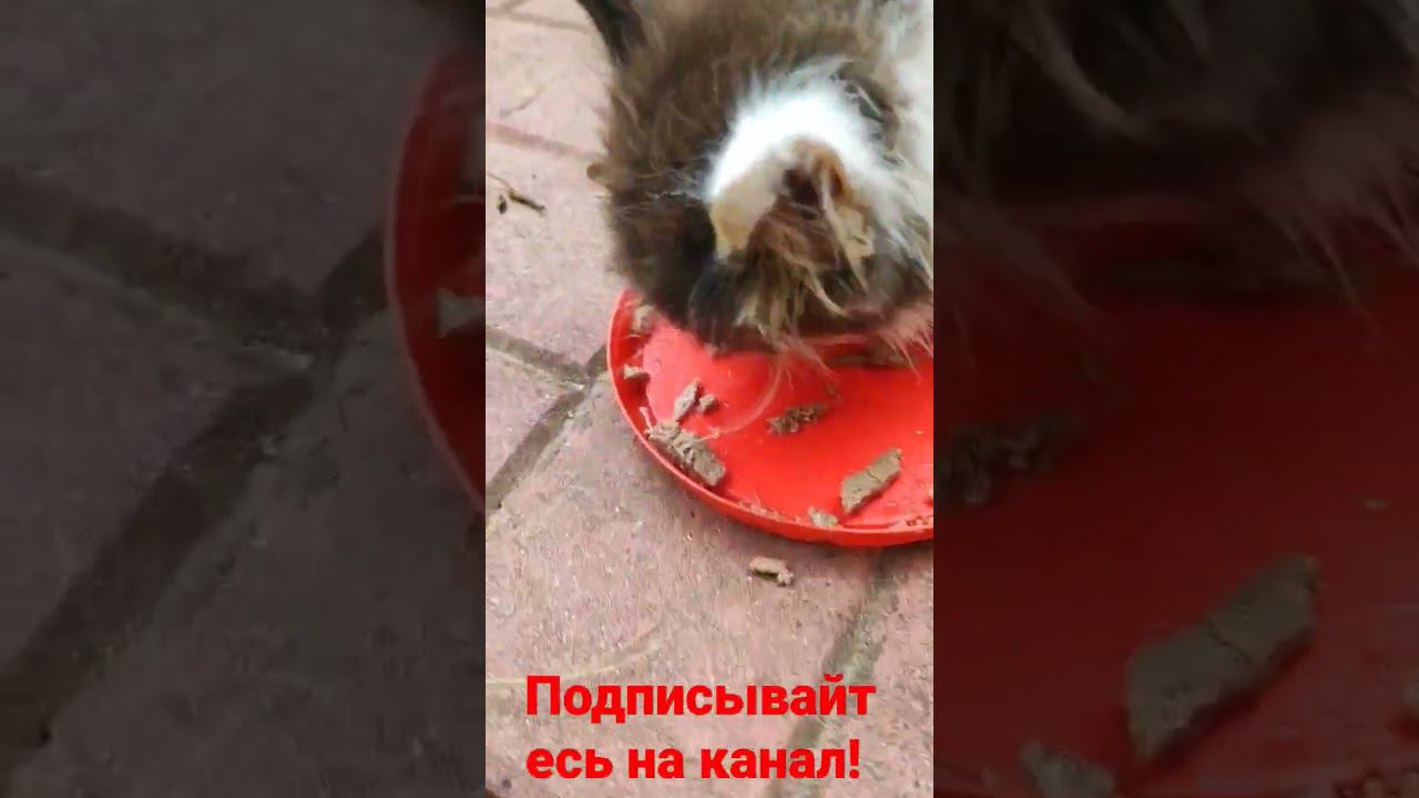 Котëнок завтракает! смотреть онлайн