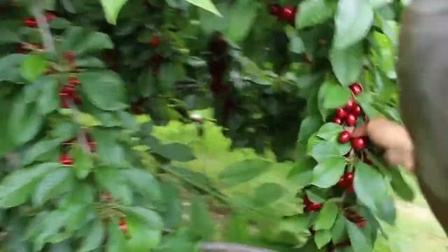 Саженцы черешни Свит Харт .Тел; +905522918474,+79280398882. смотреть онлайн