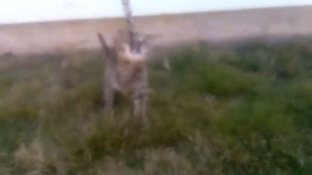 Puncia Jake f3c смотреть онлайн