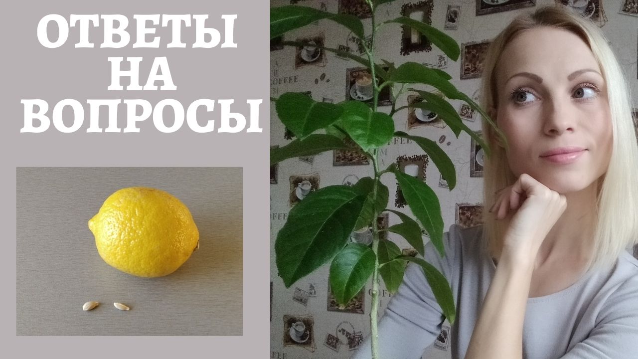 Лимон из косточки, часто задаваемые вопросы. Уход за лимоном.