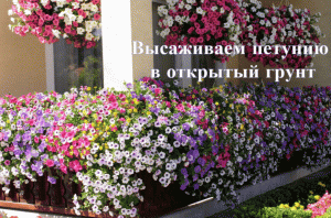 Высаживаем петунию в открытый грунт.Как сажать петунию. Рассада петунии.