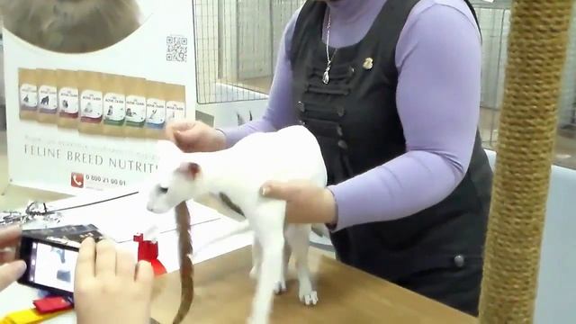 Сиамская кошка, Сиамо ориентальная Белая Красавица, Породы кошек смотреть онлайн