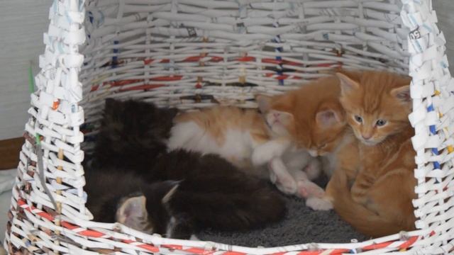 Гигиена котят перед сном смотреть онлайн