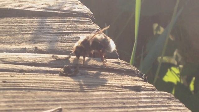 Семейные Друзья на Лапках