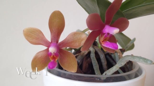 Phalaenopsis stobartiana x bastianii смотреть онлайн