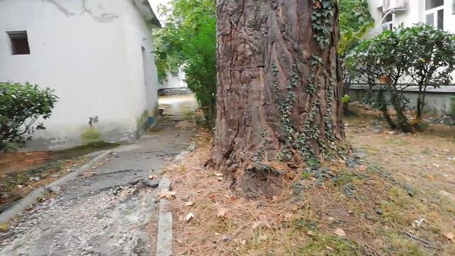 Сосна гигант в геопатогенной зоне. смотреть онлайн