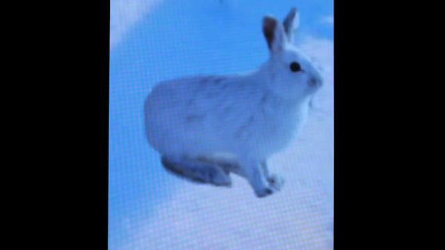 Taiga Biome смотреть онлайн