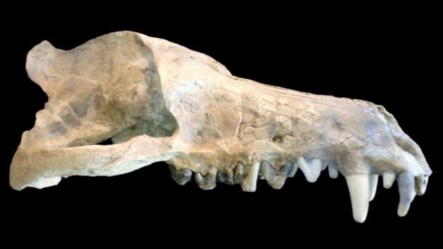 Эндрюсарх | Ужас ночей | Хищная овца смотреть онлайн