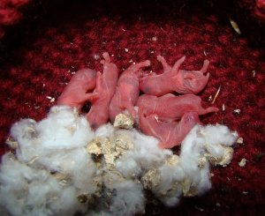 ХОМЯК РОДИЛ. КАК УХАЖИВАТЬ ЗА РОДИВШИМ ХОМЯКОМ И ДЕТКАМИ