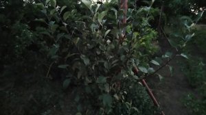 Яблоня Ред Кетти (Red Ketti) rozapochtoi.ru