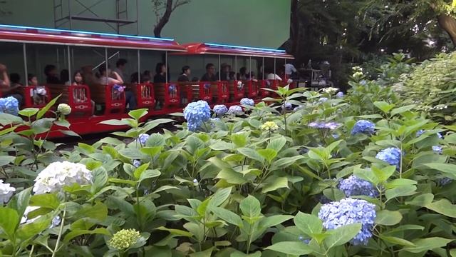 Япония. Фестиваль гортензий в парке Тосимаэн в Токио / Hydrangea Festiwal in Toshimaen.Tokyo смотреть онлайн
