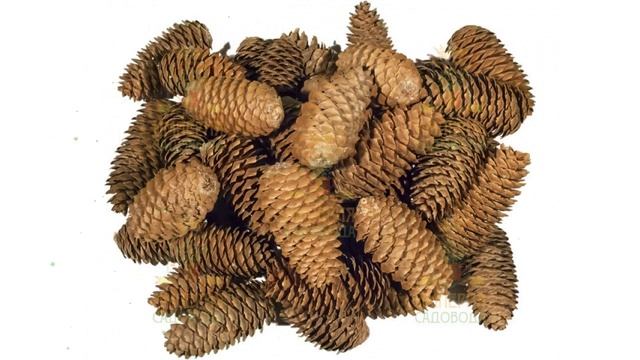 Шишки еловые, 200-240шт, 60л, мешок обзор 1261 бренд производитель Наш Кедр ООО (Россия) смотреть онлайн