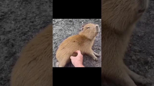 Маленькая капибара ❤️ #капибара #pull смотреть онлайн