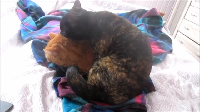 Кошки на даче Слушаем шансон смотреть онлайн