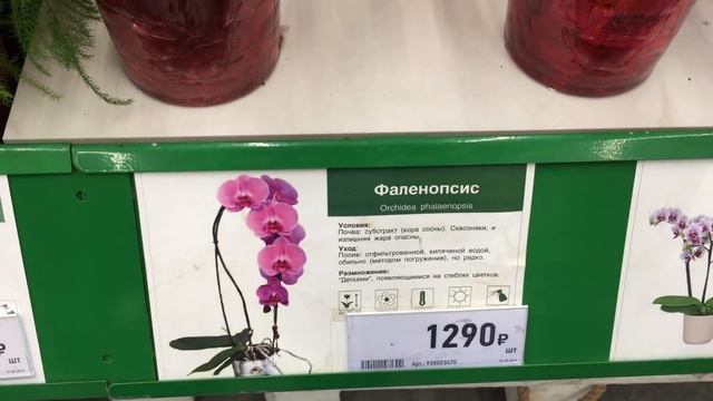 Улётный завоз орхидей в Бауцентры 14 сентября 2019г. Дикий Кот, Клеопатра, Чармер, Мукалла и др) смотреть онлайн