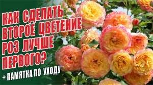 ПОДКОРМКА РОЗ ПОСЛЕ ЦВЕТЕНИЯ. СЕКРЕТЫ ШИКАРНОГО ВТОРОГО ЦВЕТЕНИЯ РОЗ! ОБРАБОТКИ. УХОД ЗА РОЗАМИ.