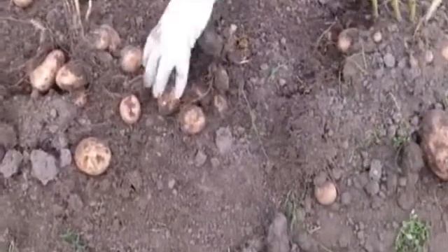 Картофелекопалка для мотоблоков.Crosser,Нева,Ока,Агат,Угра,Prorab. смотреть онлайн