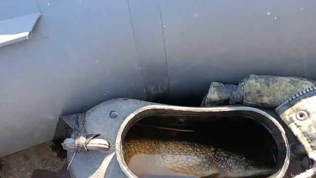 Бия осень, щука!!! смотреть онлайн