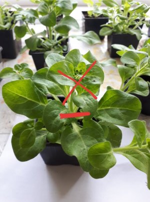 Как правильно прищипывать петунию