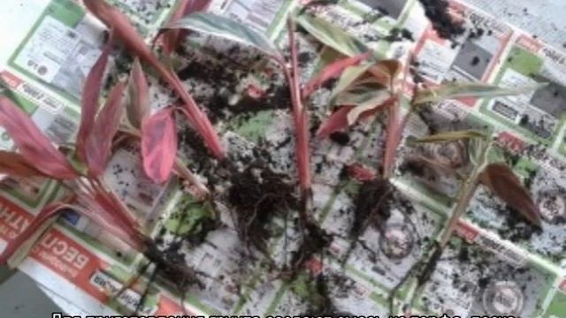 Цветок строманта — уход в домашних условиях смотреть онлайн