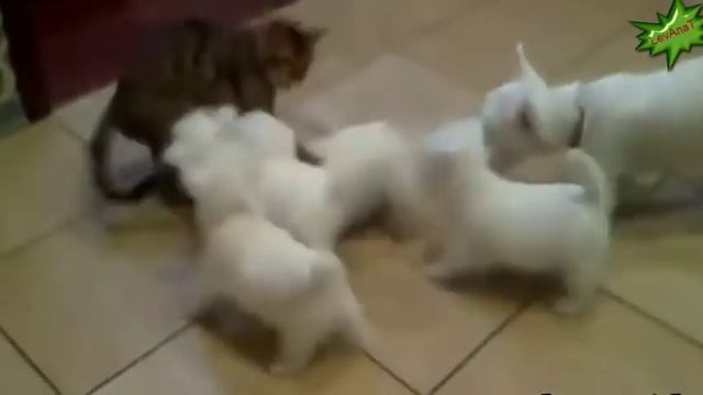 Прикольное и смешное видео про животных Funny videos about animals смотреть онлайн