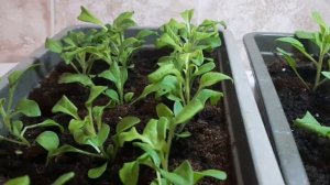 Петуния вытягивается, листики скручиваются.Что я делаю.