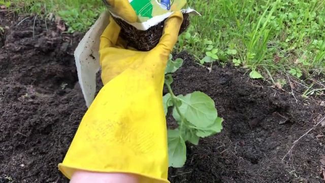 Формирую рабатку из агератума и бархатцев смотреть онлайн