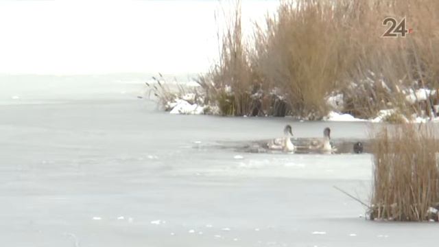 На озере Кабан замерзают молодые лебеди смотреть онлайн