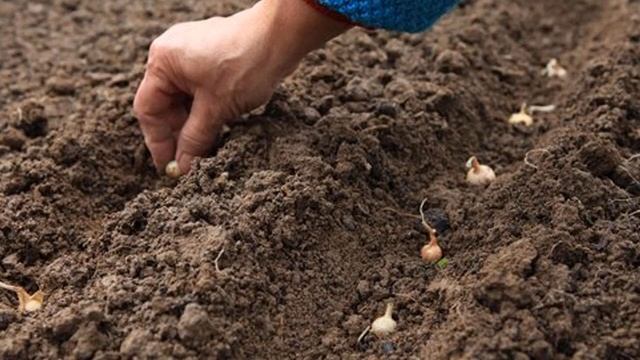 Когда сажать лук под зиму в 2021 году смотреть онлайн