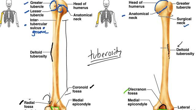 Anatomy Upper Extremity Bones смотреть онлайн