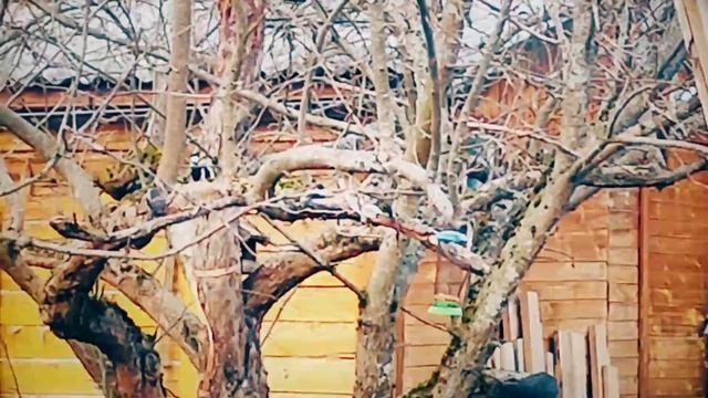 У Анастасии в скворечниках селятся птицы смотреть онлайн