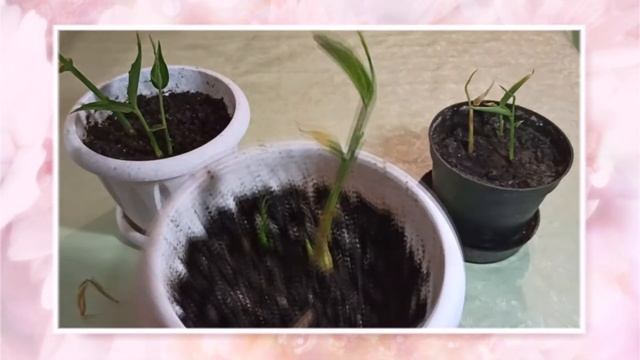 Посадили имбирь. А что дальше? 2часть. Имбирь. Огород на подоконнике смотреть онлайн