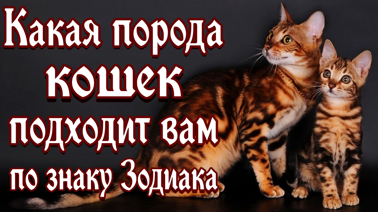 Какая порода кошек подходит вам по знаку Зодиака смотреть онлайн