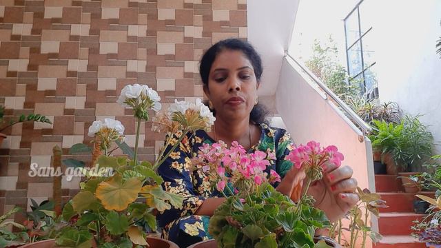Geranium Plant Complete Care || #sansgarden смотреть онлайн