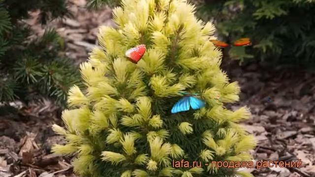 Ель канадская Коника Мэйголд (picea conica maigold) ? обзор: как сажать, саженцы ели Коника Мэйголд смотреть онлайн