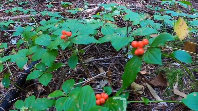 Игровые Обзоры и Переводы