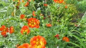 Лапчатка гибридная «Вильям Роллиссон»