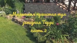 Маленькая, пушистая туя западная Тедди, часть 2