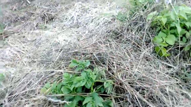 КАРТОФЕЛЬ под соломой (25 07 17) смотреть онлайн