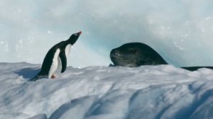 Охота морского леопарда на пингвинов.