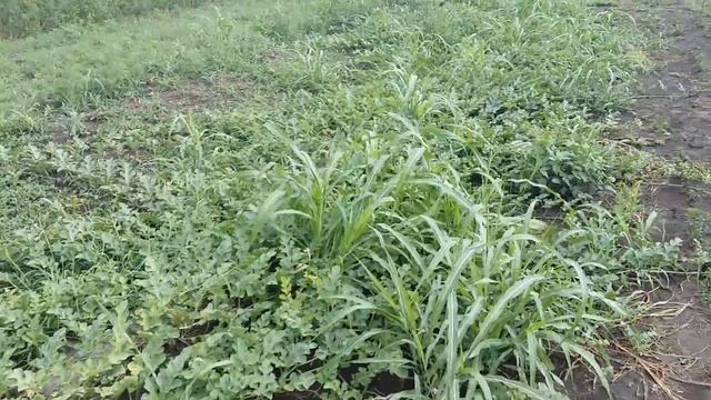 Обзор подвоя (дички) июль 2016 г. смотреть онлайн