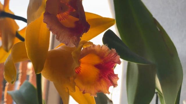 Rlc. Village Chief Headache - Orchid