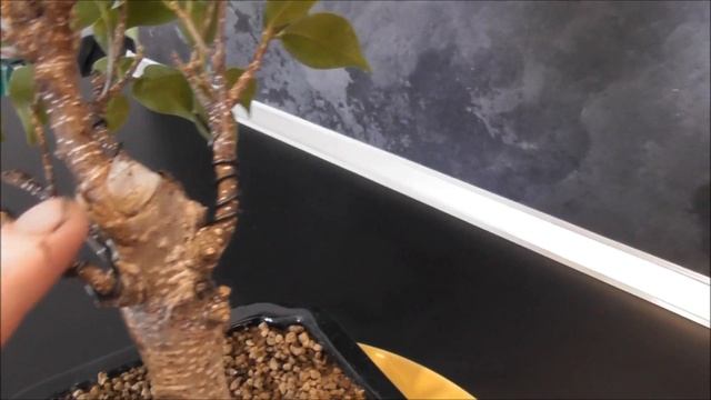 Ficus retusa bonsai drótozás után смотреть онлайн
