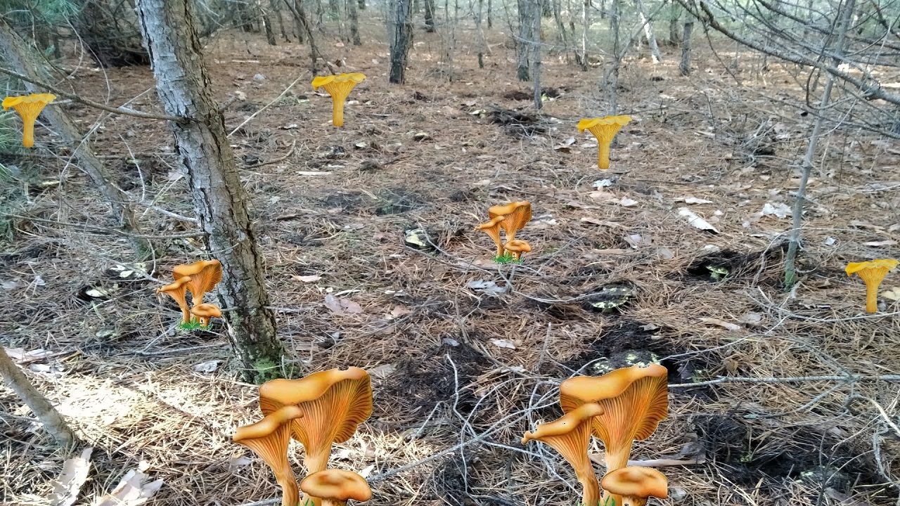 Собирать грибы или смотреть на них. Сколько грибов в лесу в этом году.Какие грибы растут осенью. смотреть онлайн