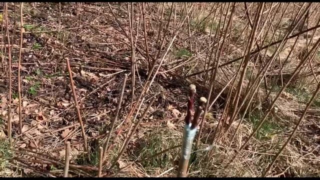 Колоновидная яблоня на ДИЧКЕ ! смотреть онлайн
