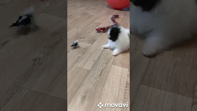 шпиц панда. 💓кросатулька. смотреть онлайн
