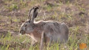 Лесные ушастики - зайцы.mp4