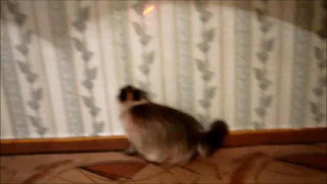кошка прыгает за лазером