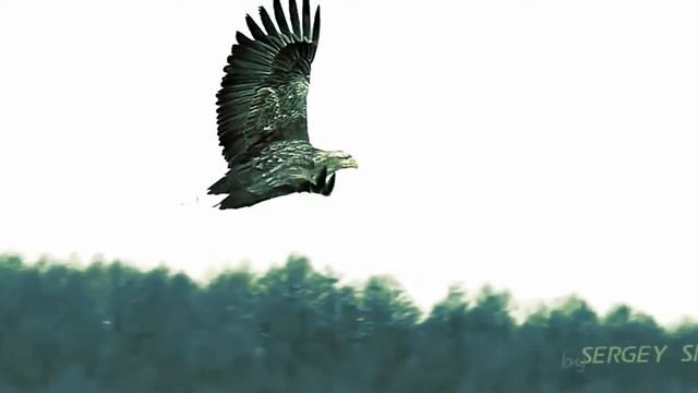 Khabib Nurmagomedov, Top UFC Fighter, Highlight 2014