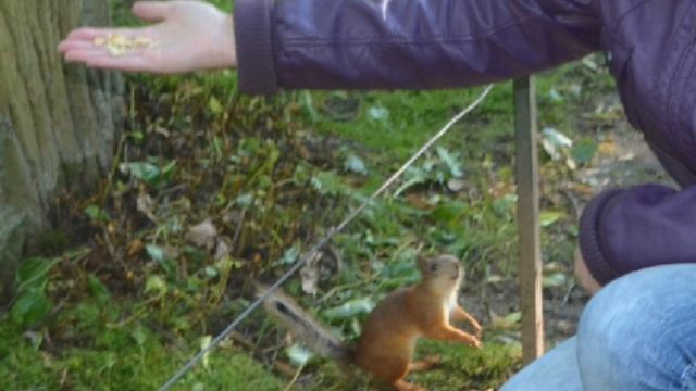 Синичка и белочка. 山雀, 松鼠 смотреть онлайн